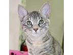 Zooey American Shorthair Kitten Female