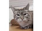 Gretta Domestic Shorthair Adult Female