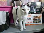 Chloe Domestic Shorthair Adult Female