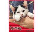 Carmine Domestic Shorthair Kitten Male