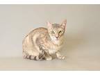 Cait Domestic Shorthair Adult Female