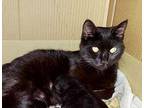 Zeda Domestic Shorthair Adult Female