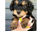 Bernese Mountain Dog Puppy for sale in Indianapolis, IN, USA