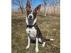 Penney Australian Cattle Dog Young Female