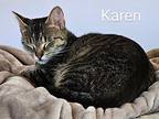 Karen Smith Domestic Shorthair Young Female