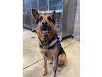 Benz German Shepherd Dog Adult Male