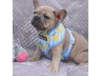 French Bulldog Puppy for sale in The Woodlands, TX, USA