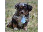 Miniature Australian Shepherd Puppy for sale in Palm Coast, FL, USA