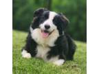 Border Collie Puppy for sale in Goodyear, AZ, USA