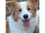 Border Collie Puppy for sale in Goodyear, AZ, USA