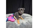 (aw) Katya Mixed Breed (Medium) Puppy Female