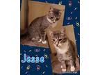 Jesse Domestic Shorthair Young Male