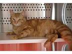 Macintosh Domestic Shorthair Young Male