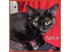 SPICE Domestic Shorthair Adult Female