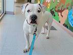 Bruno American Bulldog Adult Male