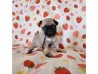 Pug Puppy for sale in Greenville, NC, USA