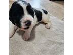 English Springer Spaniel Puppy for sale in Mount Horeb, WI, USA