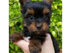 Yorkshire Terrier Puppy for sale in Carnesville, GA, USA