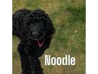 Noodle