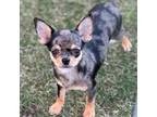 Chihuahua Puppy for sale in Sheboygan, WI, USA