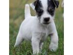 Mutt Puppy for sale in Riverside, CA, USA