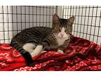 Scottie, Domestic Shorthair For Adoption In W. Windsor, New Jersey