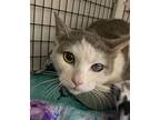 Sunisa, Domestic Shorthair For Adoption In W. Windsor, New Jersey