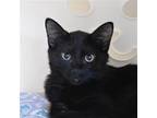 Beetle (and Caterpillar), Domestic Shorthair For Adoption In Santa Fe