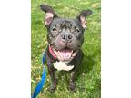 Stella, American Staffordshire Terrier For Adoption In W. Windsor, New Jersey