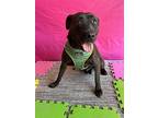 Rammy, Labrador Retriever For Adoption In Carlsbad, California