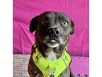 Garth, Staffordshire Bull Terrier For Adoption In Carlsbad, California