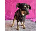 Otis, Miniature Pinscher For Adoption In Carlsbad, California