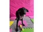 Minty, Labrador Retriever For Adoption In Carlsbad, California