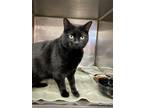Sadie, Domestic Shorthair For Adoption In Mount Holly, New Jersey