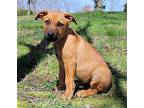 Puppy Otto, Labrador Retriever For Adoption In Sussex, New Jersey