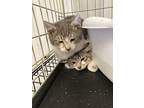 Kane, Domestic Shorthair For Adoption In Hartford City, Indiana
