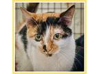 Star (fcid# 03/13/2024 - 30 Trainer), Calico For Adoption In Greenville