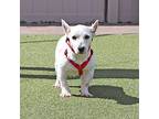 Dottie, Westie, West Highland White Terrier For Adoption In Port Washington