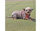 Maya, Cairn Terrier For Adoption In Port Washington, New York