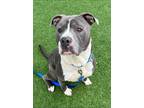 Raj, American Pit Bull Terrier For Adoption In Kansas City, Missouri