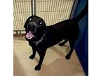 Duckie, Labrador Retriever For Adoption In Denton, Texas