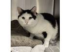 John Catams, Domestic Shorthair For Adoption In Philadelphia, Pennsylvania