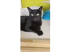 Blue, Domestic Shorthair For Adoption In La Palma, California