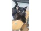 Toothless, Domestic Shorthair For Adoption In La Palma, California