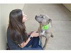 Luna, American Staffordshire Terrier For Adoption In Mckinney, Texas