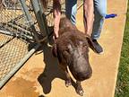 Labrador Retriever Puppy for sale in Port Washington, NY, USA