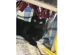 Edwin, Domestic Shorthair For Adoption In Salem, New Hampshire