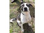 Misty, American Pit Bull Terrier For Adoption In Minden, Louisiana