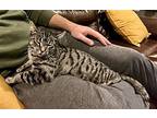 Kitty, Domestic Shorthair For Adoption In Fairfax, Virginia