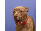 Cinnamon, Terrier (unknown Type, Medium) For Adoption In Parma, Ohio